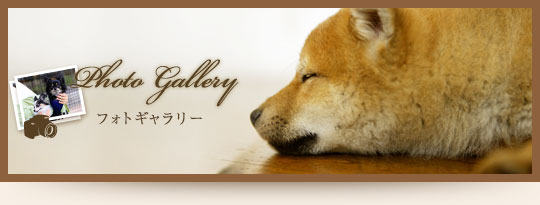 フォトギャラリー