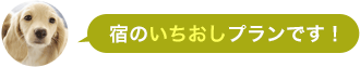 宿の一押しプランです