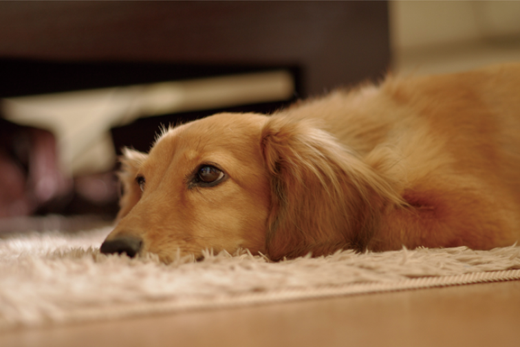 愛犬人 いぬんちゅ プロジェクト 愛犬とこんな事できたらいいな をとことん形に