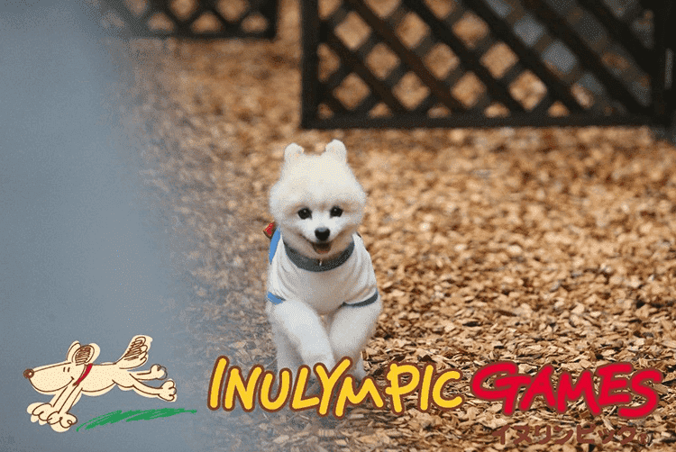 イヌリンピック公認コース