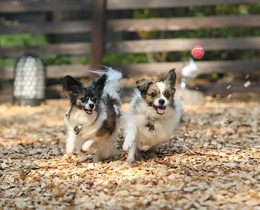 犬の写真