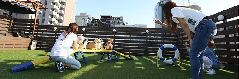ドッグラン