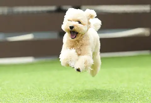 天空のドッグラン